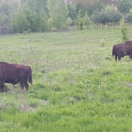 Olsik Leilighet Białowieża Eksteriør bilde