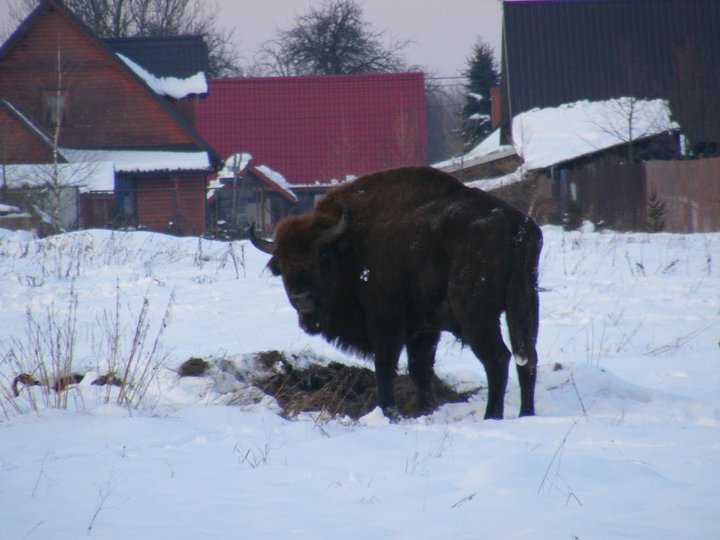 Olsik Leilighet Białowieża Eksteriør bilde