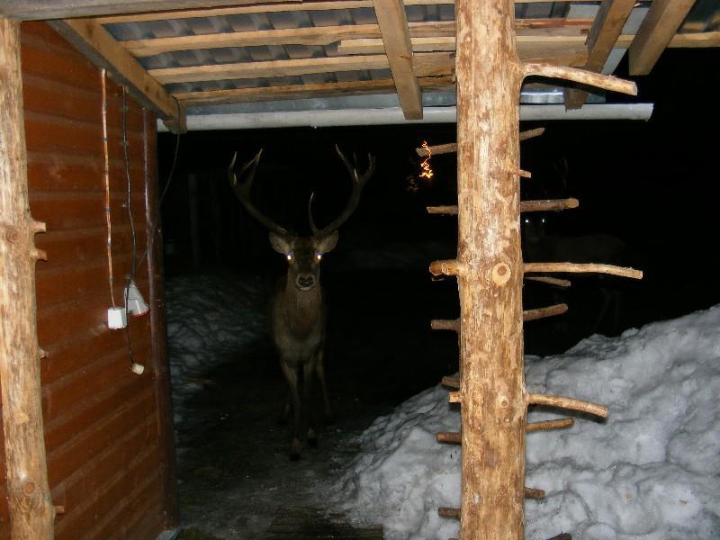 Olsik Leilighet Białowieża Eksteriør bilde