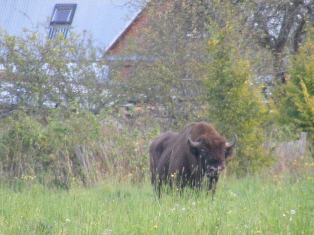 Olsik Leilighet Białowieża Eksteriør bilde