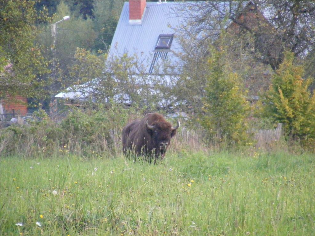 Olsik Leilighet Białowieża Eksteriør bilde