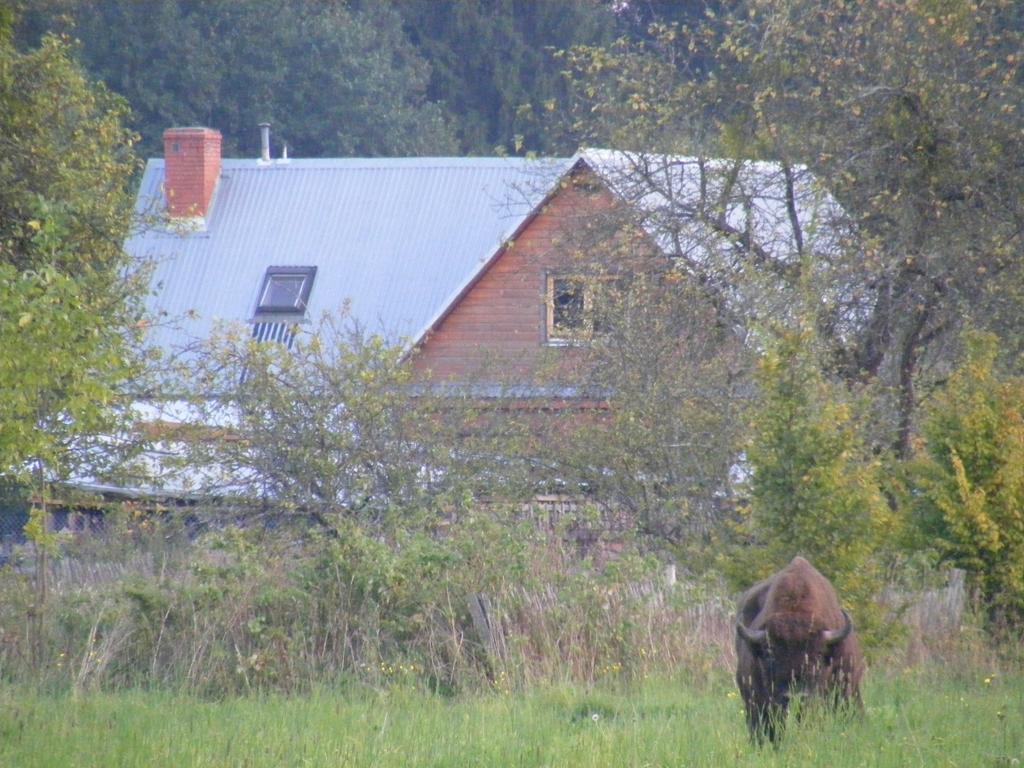 Olsik Leilighet Białowieża Eksteriør bilde