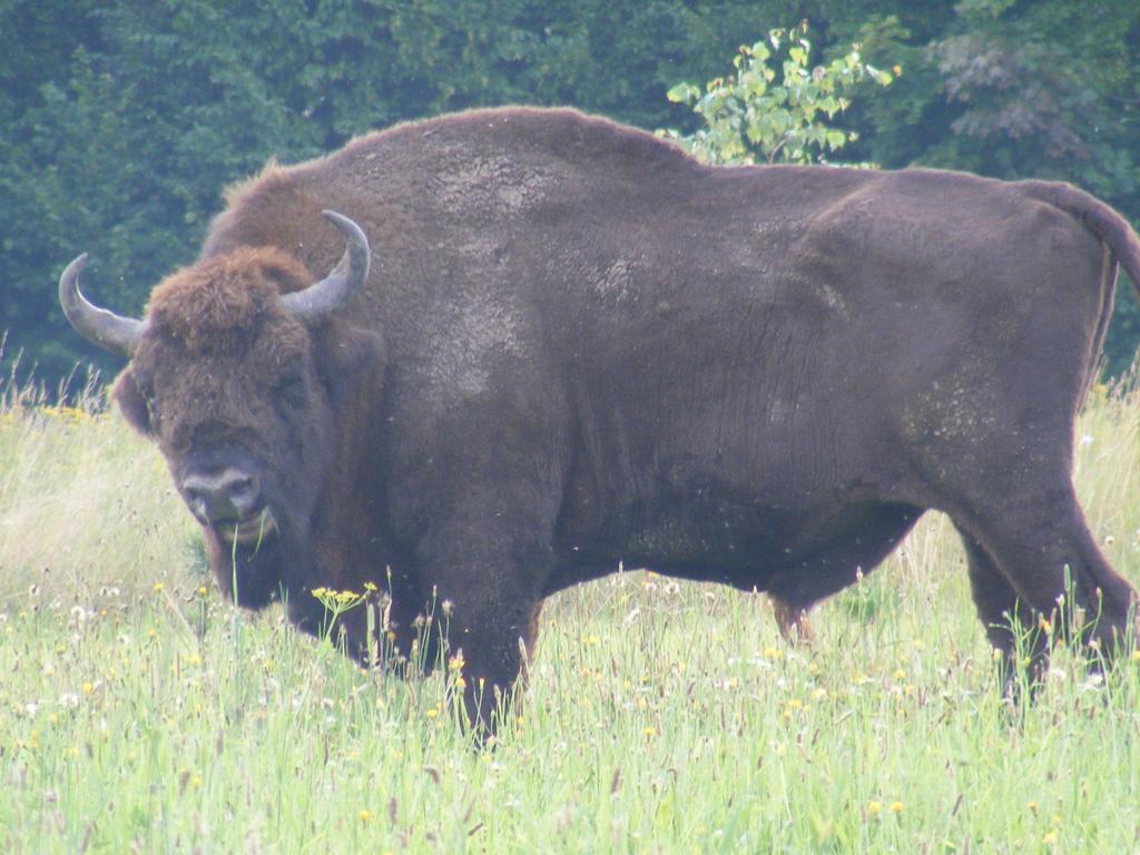 Olsik Leilighet Białowieża Eksteriør bilde